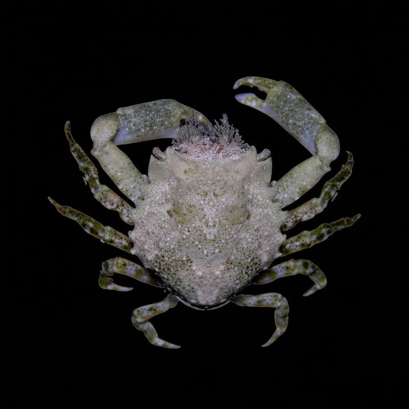 Pitho Crab