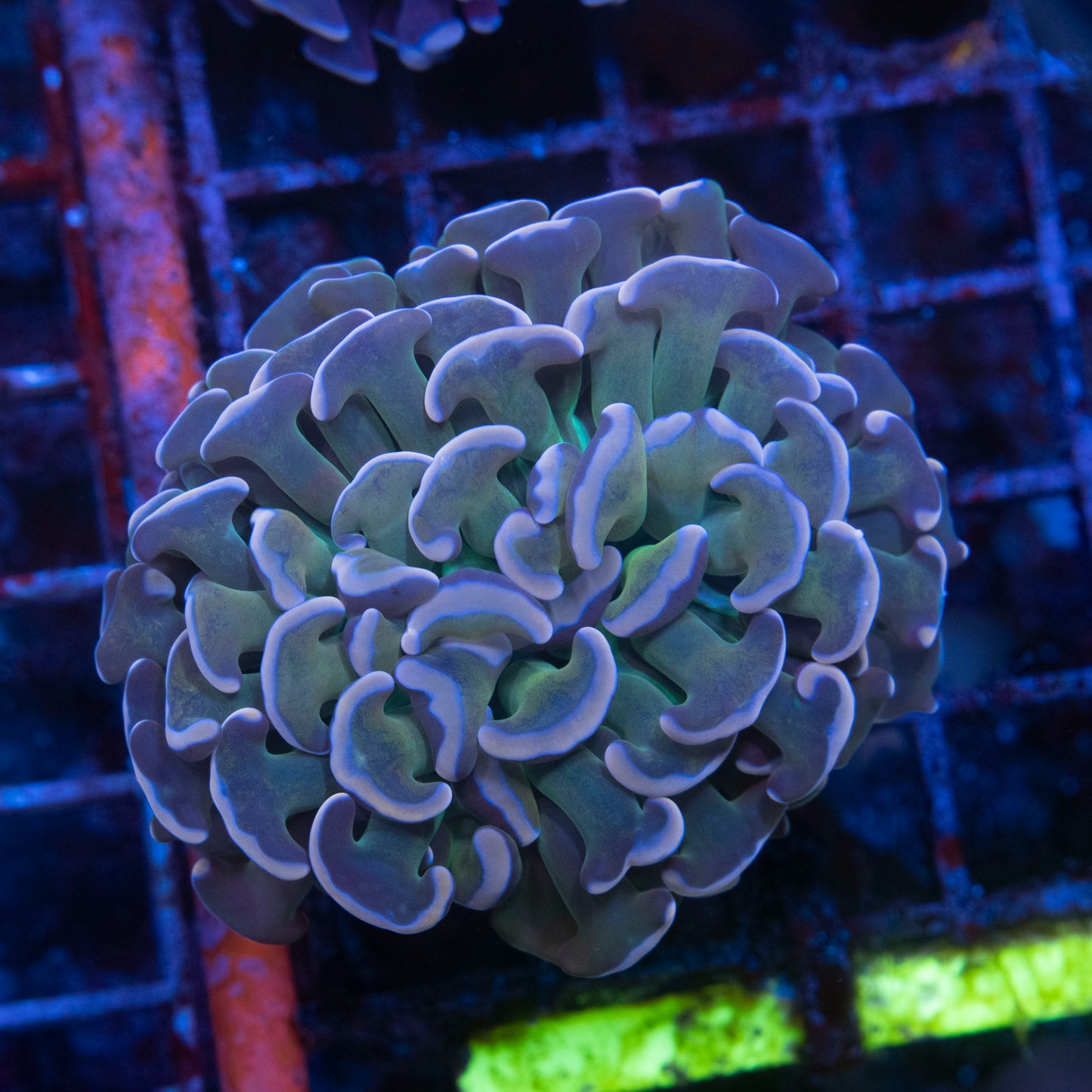 Premium Euphyllia Flow Pack" – 3 Frags WYSIWYG