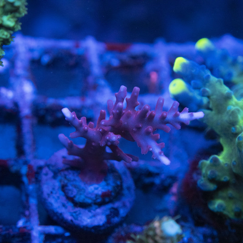 red dragon acropora WYSIWYG live coral for sale at AquaGemCorals