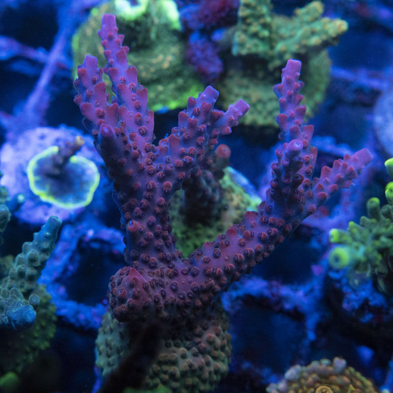 Red Robin Acro WYSIWYG live coral for sale at AquaGemCorals