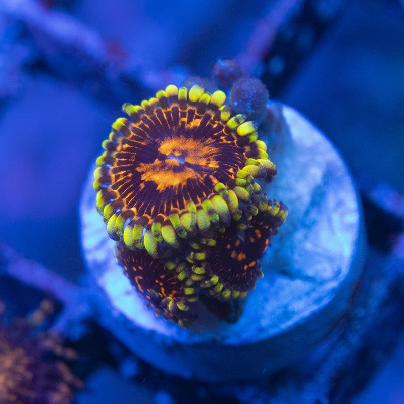 reverse hallucination zoa WYSIWYG live coral for sale at AquaGemCorals