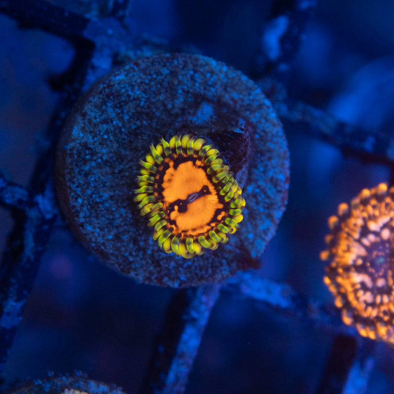 reverse hallucination zoa