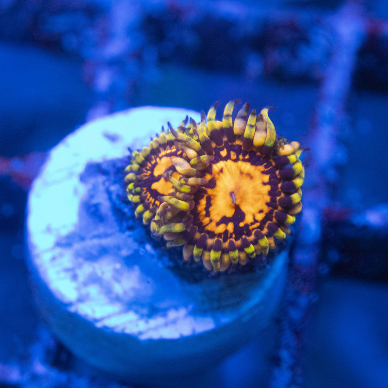reverse hallucination zoa WYSIWYG live coral for sale at AquaGemCorals