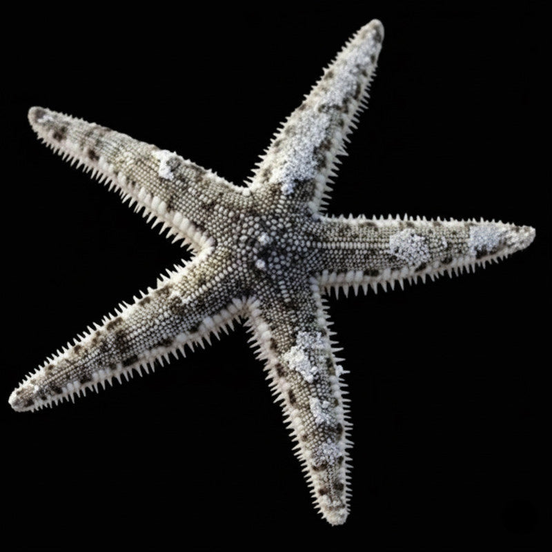 White Sand Star