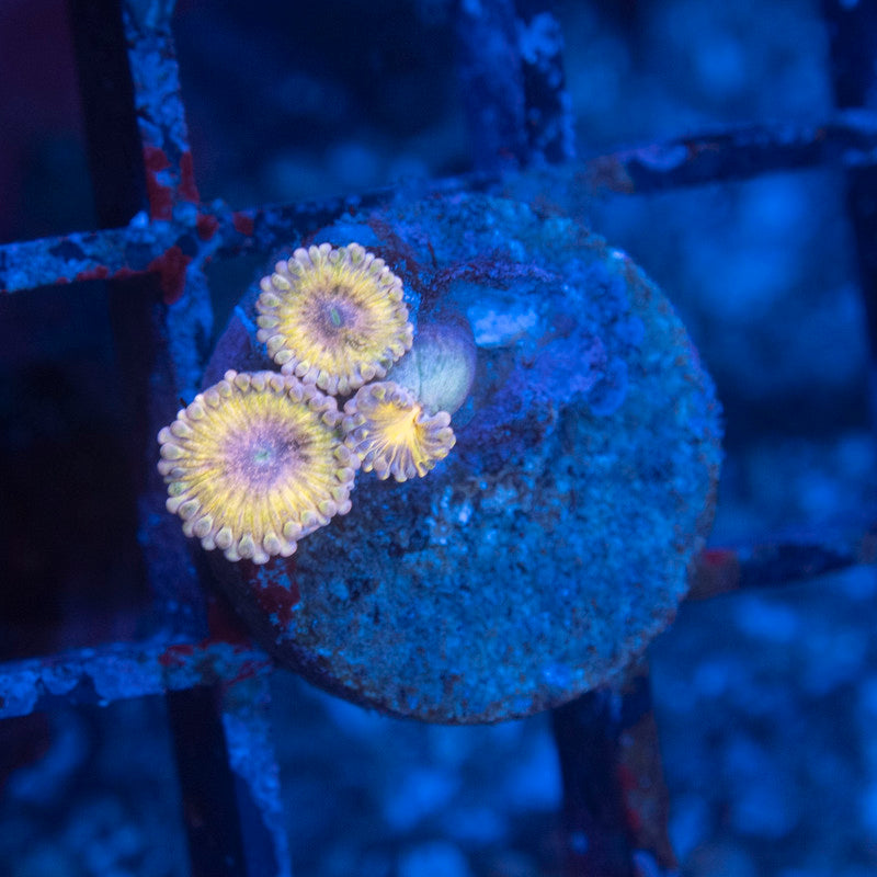 Stratocaster zoanthid