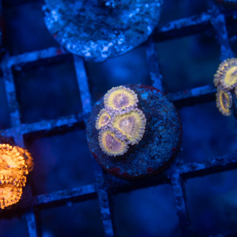 Stratocaster zoanthid