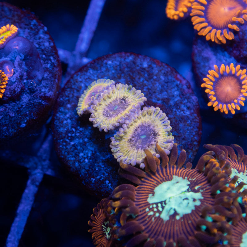 stratocaster zoanthid - AquaGemCorals