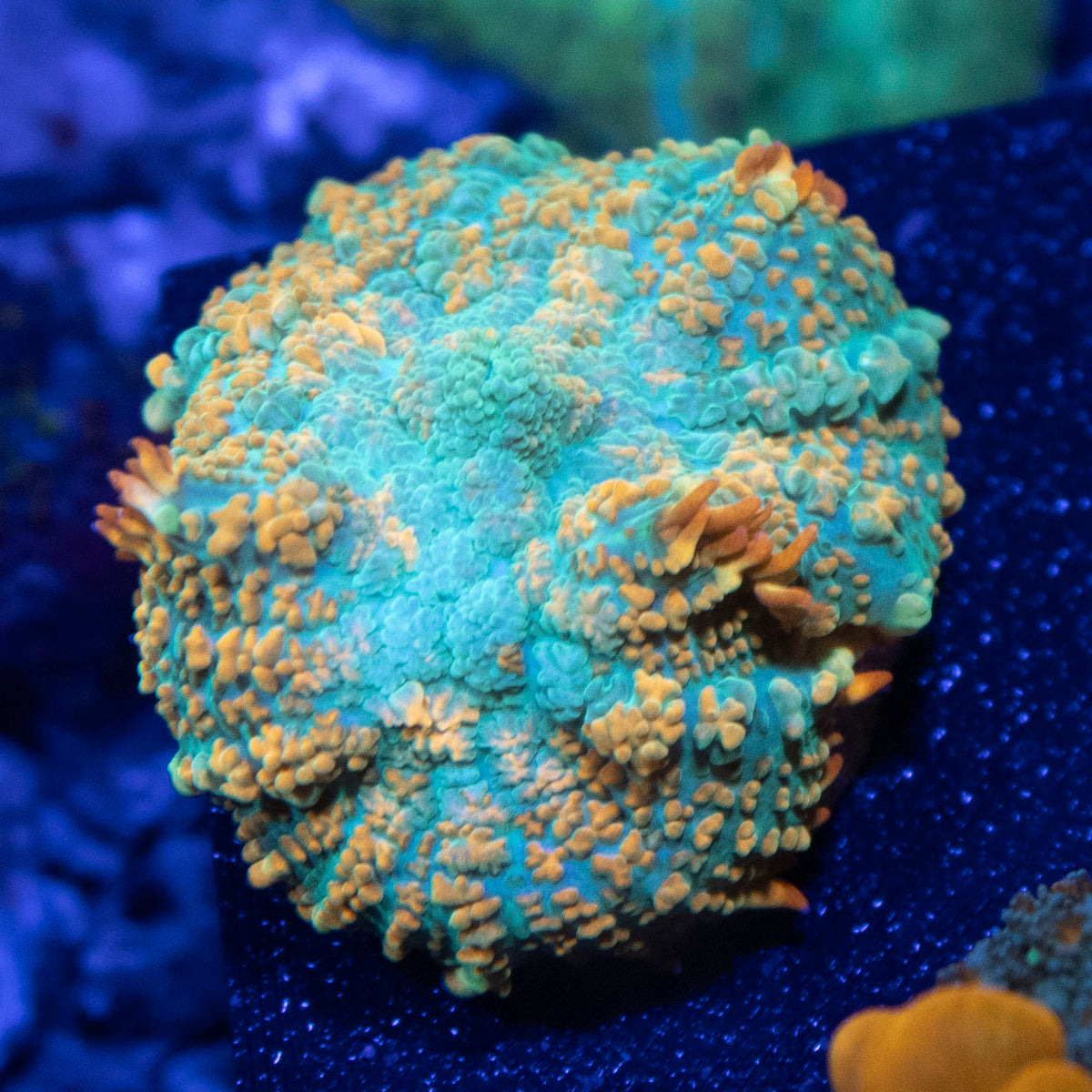 tequila Sunrise Rhodactis Mushroom coral frag from AquaGem Corals