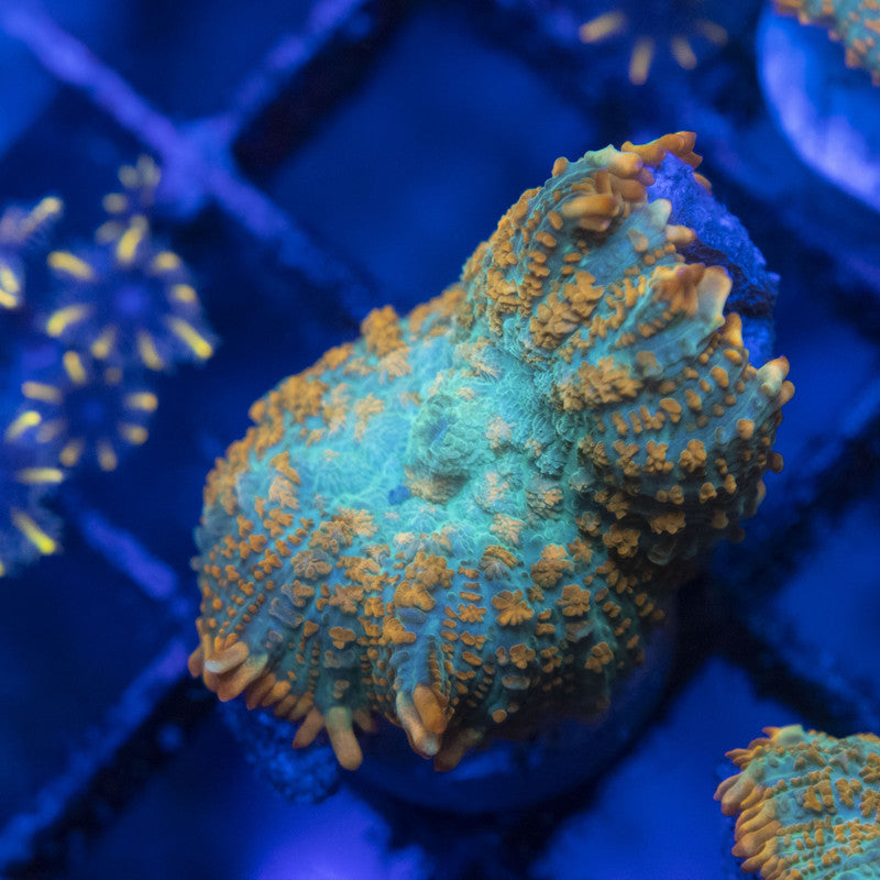tequila sunrise rhodactis mushroom WYSIWYG live coral for sale at AquaGemCorals