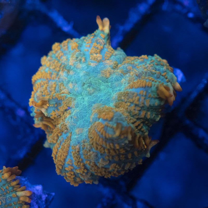 tequila sunrise rhodactis mushroom WYSIWYG live coral for sale at AquaGemCorals