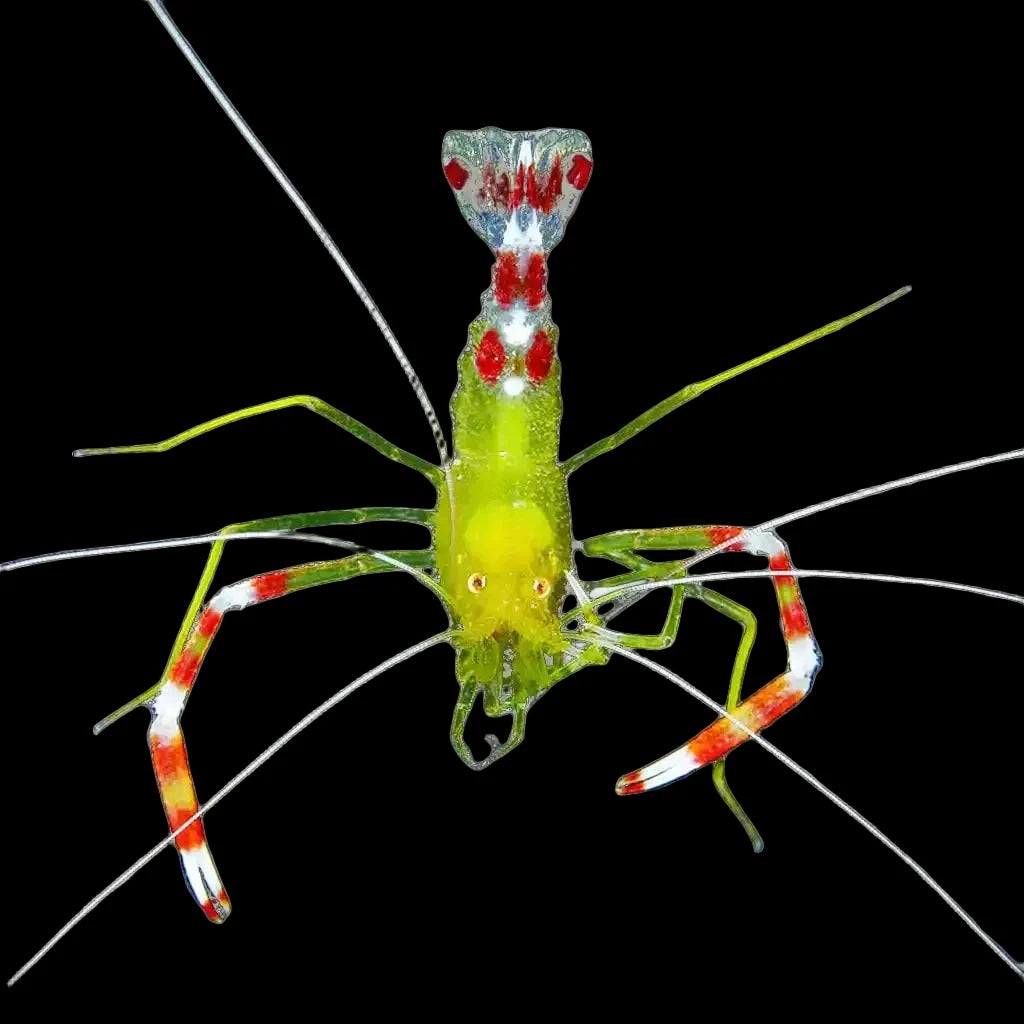 Gold Coral Banded Shrimp