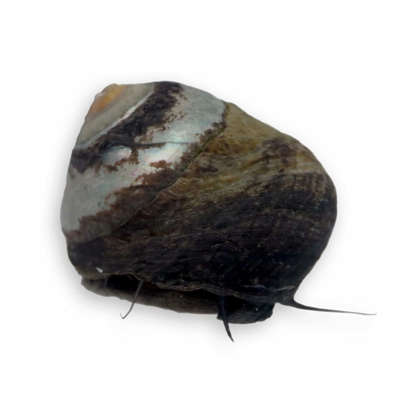 Margarita Turbo Snail