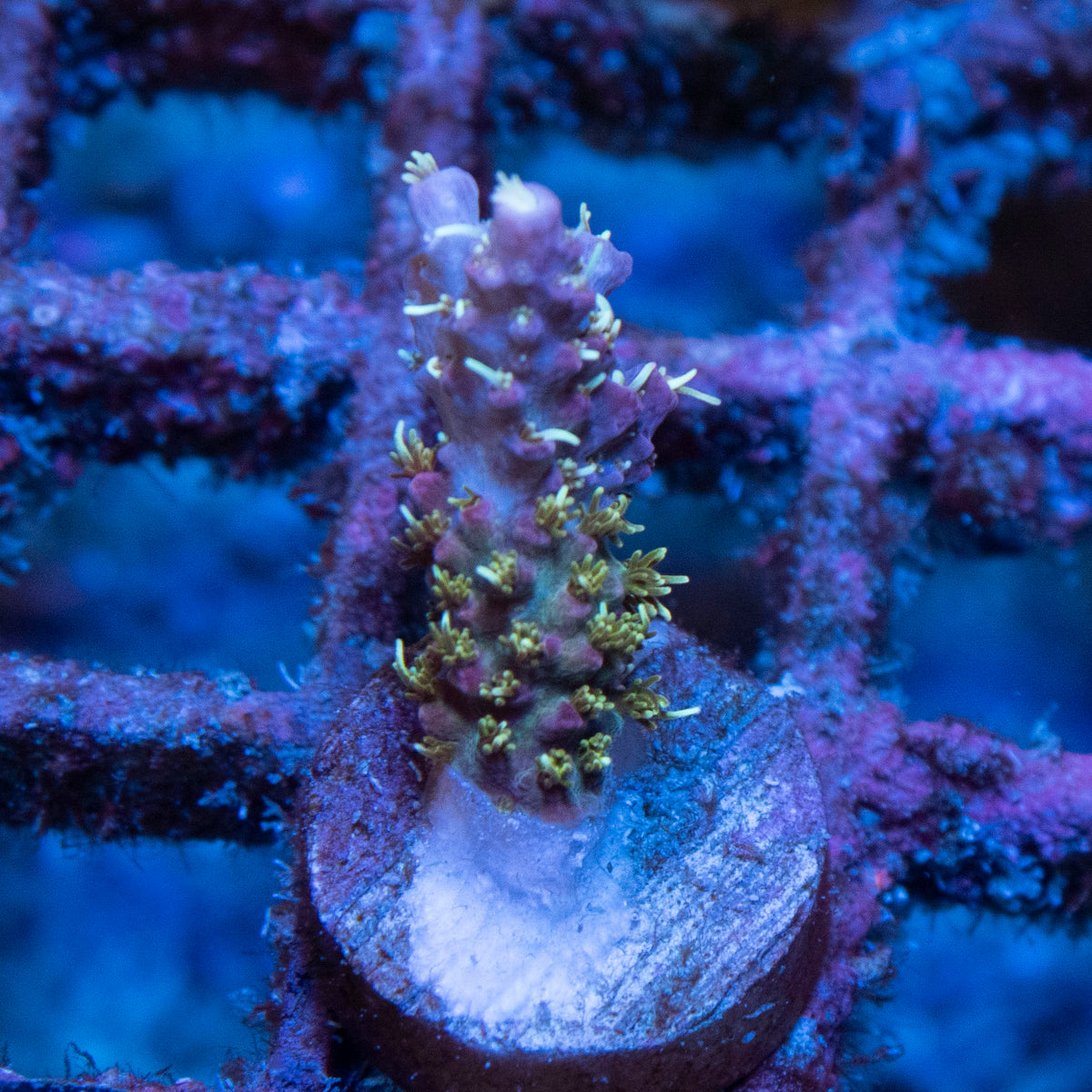 voodoo magic acro coral frag from AquaGem Corals