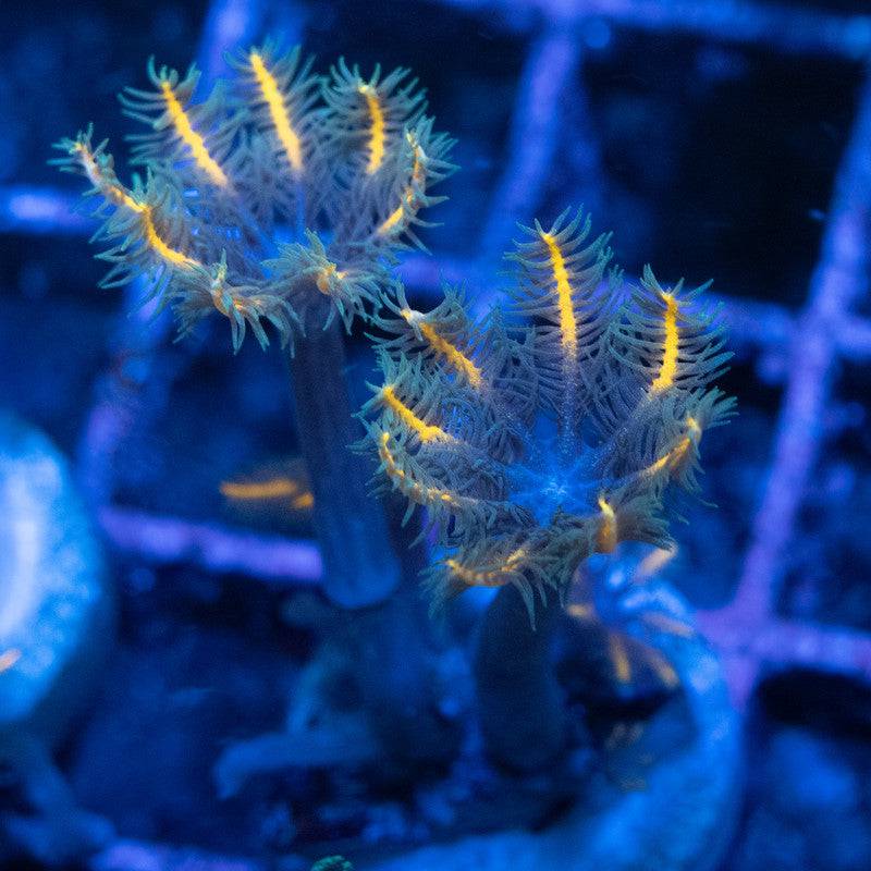 TSA Candy Corn Clove Polyp AquaGemCorals