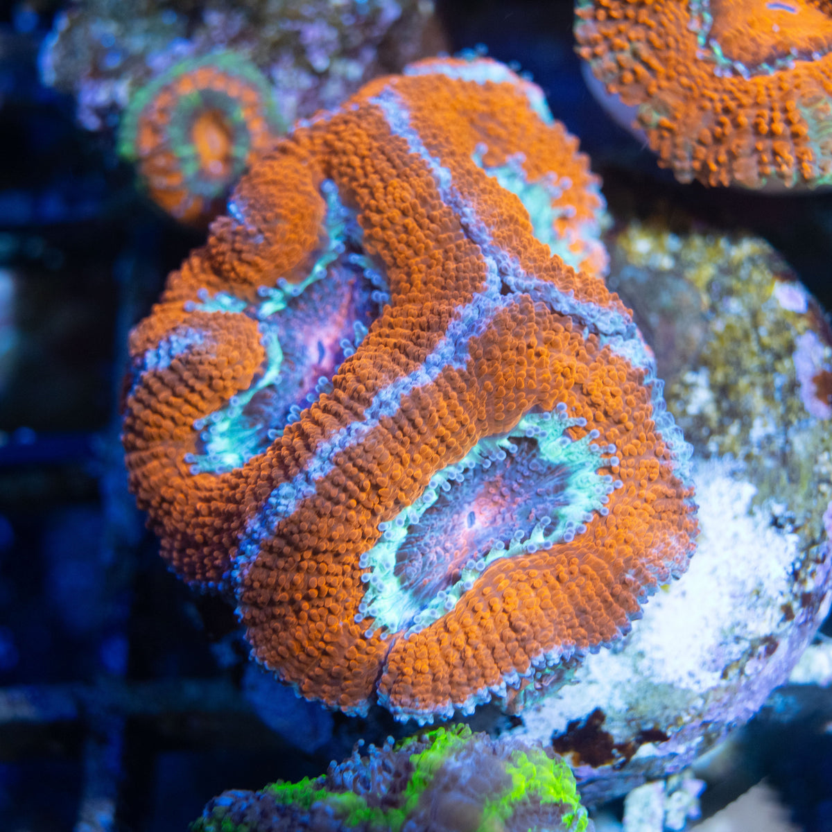 Image showcasing Reef Aquarium Lighting Systems
