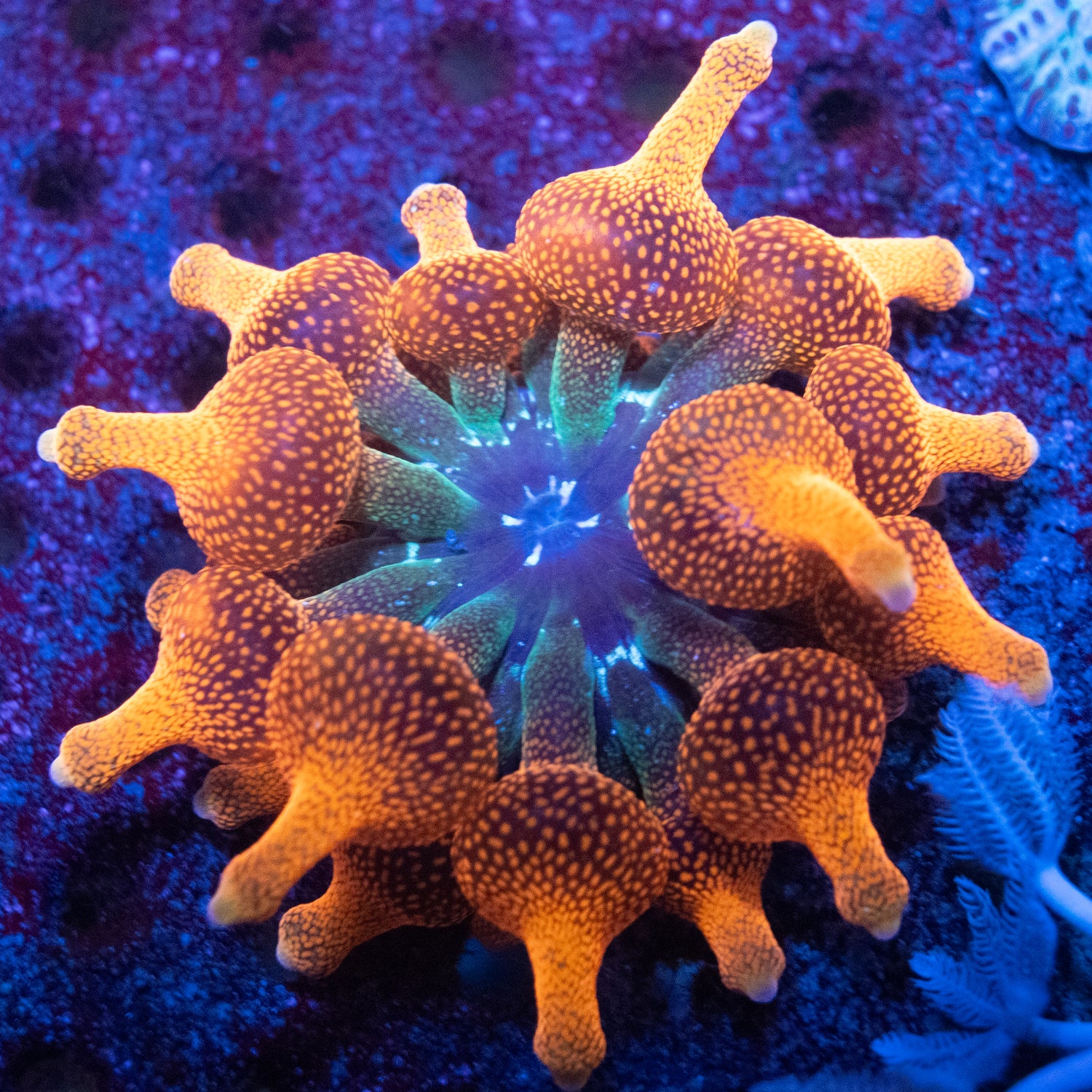 Anemones