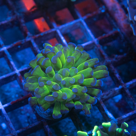 1 Polyp  Purple Tip  Hammer