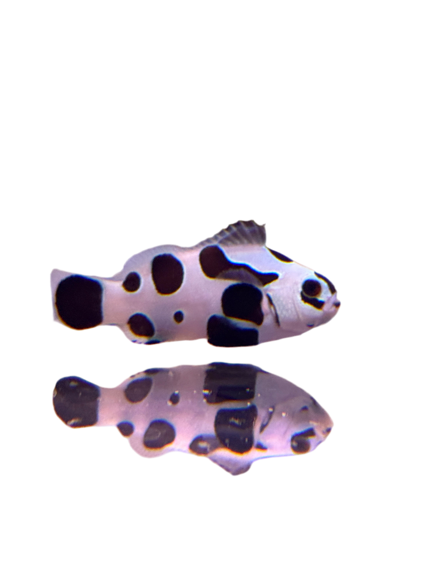 Black storm trooper Ocellaris Clownfish