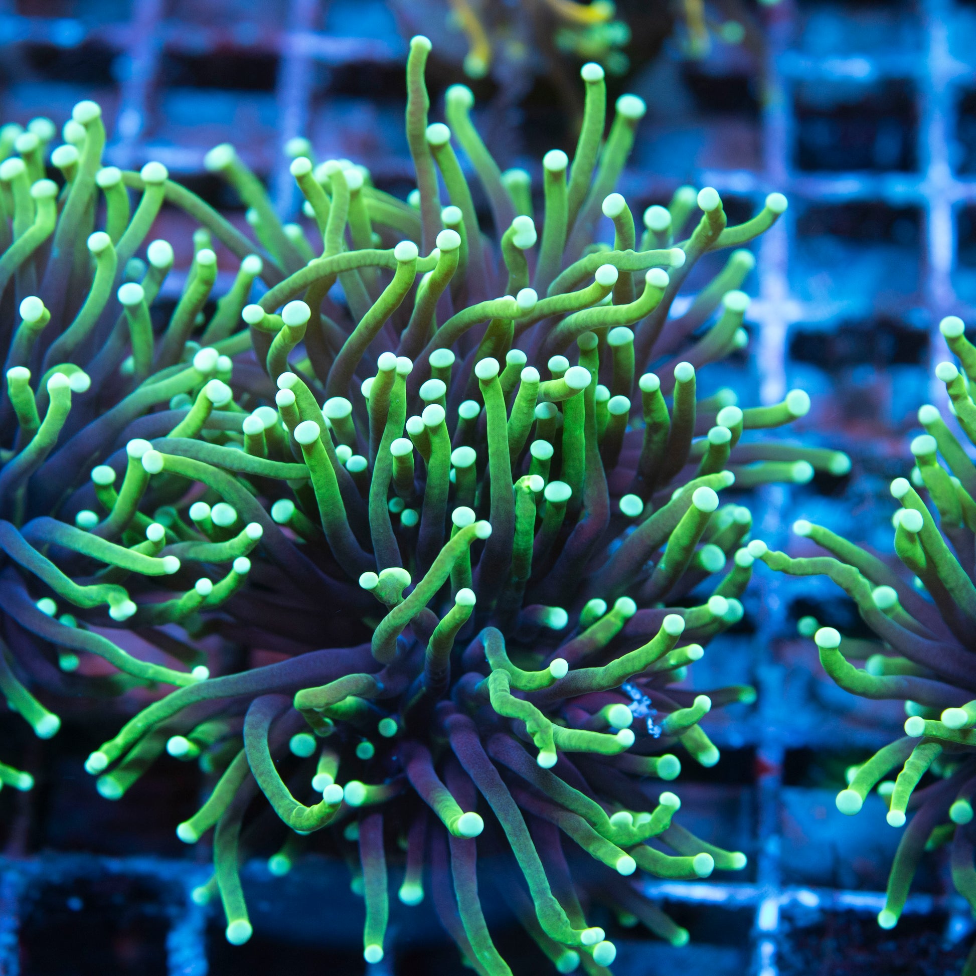 2 Polyp Black  Light Torch live coral for saltwater reef aquarium