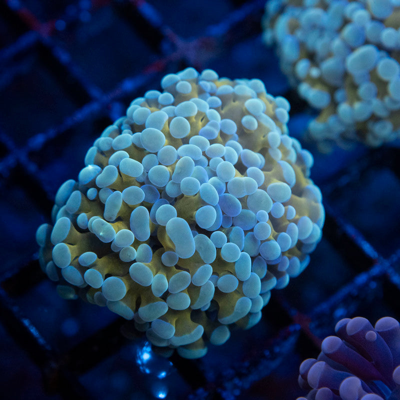 2 Polyp Golden Ice Hammer