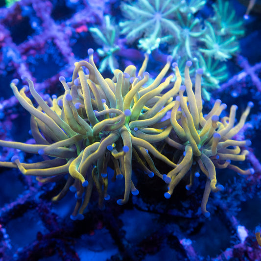 2 Polyp Holy Grail Torch