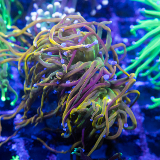 2 Polyp Ny knicks Torch