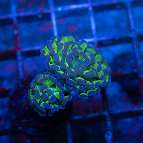 2 Polyp Purple Tip  Hammer