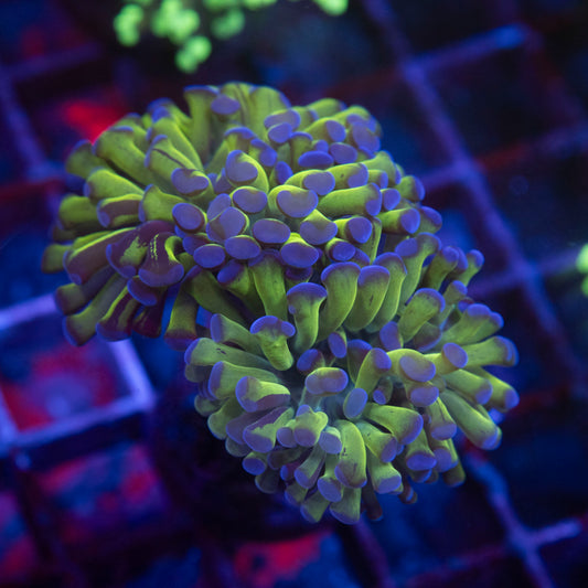 2 Polyp Purple Tip  Hammer