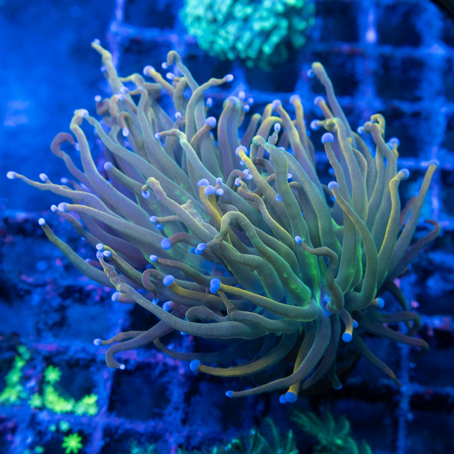 2 Polyp Repunzel Torch