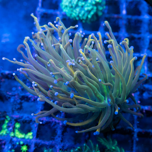 2 Polyp Repunzel Torch