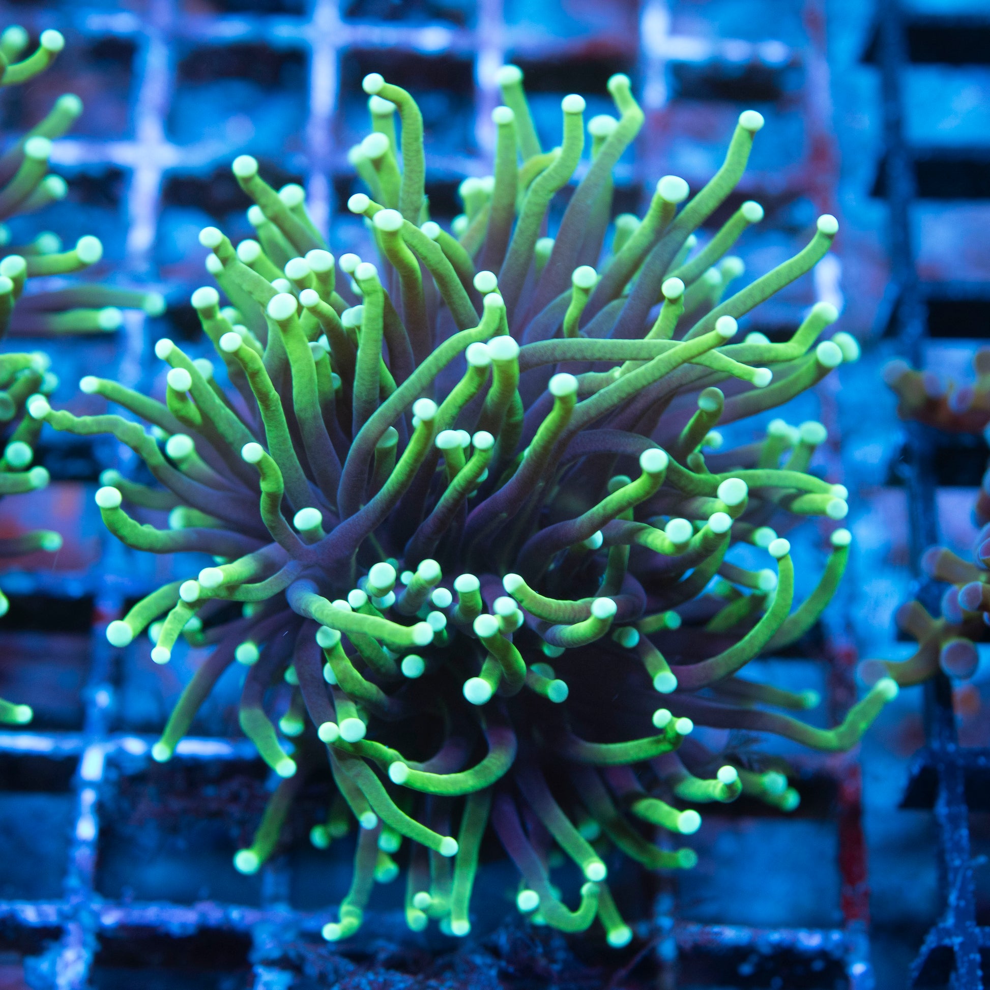 2 polyp Black  Light Torch live coral for saltwater reef aquarium