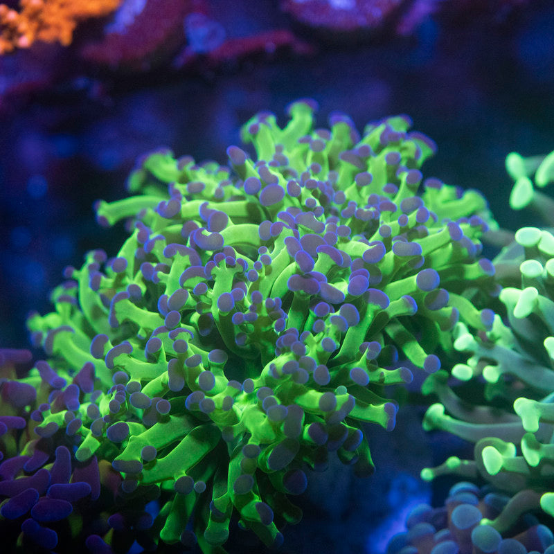 2 polyp Frammer