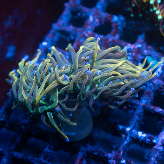 2 polyp Rapunzel Torch