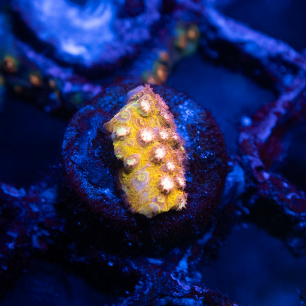 24K Gold Cyphastrea Coral
