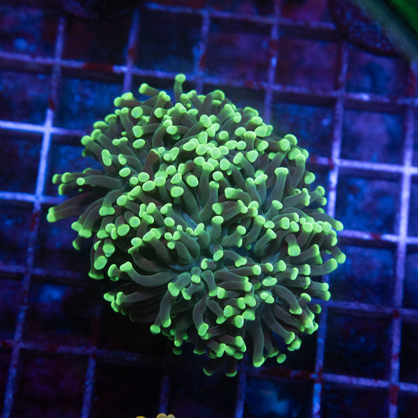 3 Head Branching Green Hammer