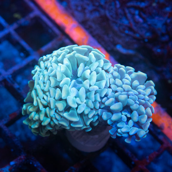 3 Head Mint Gold Hamer