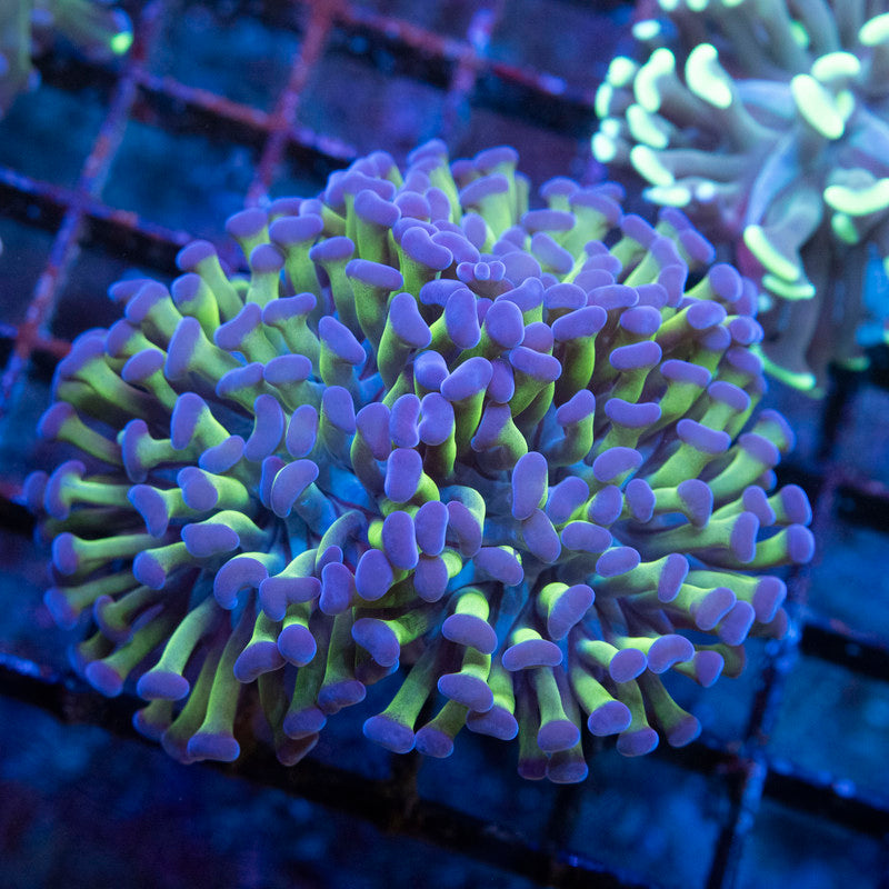 3 Polyp Purple Tips Branching Hammer