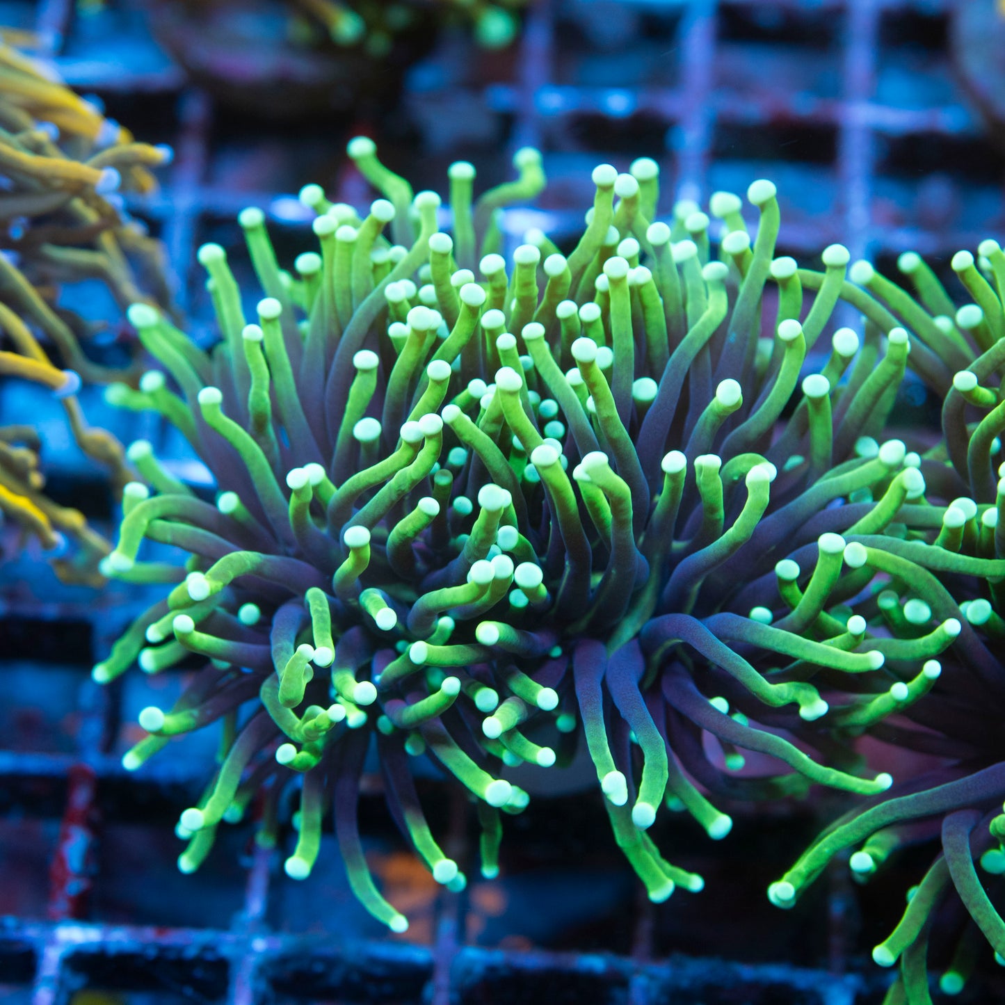 3 polyp Black  Light Torch live coral for saltwater reef aquarium