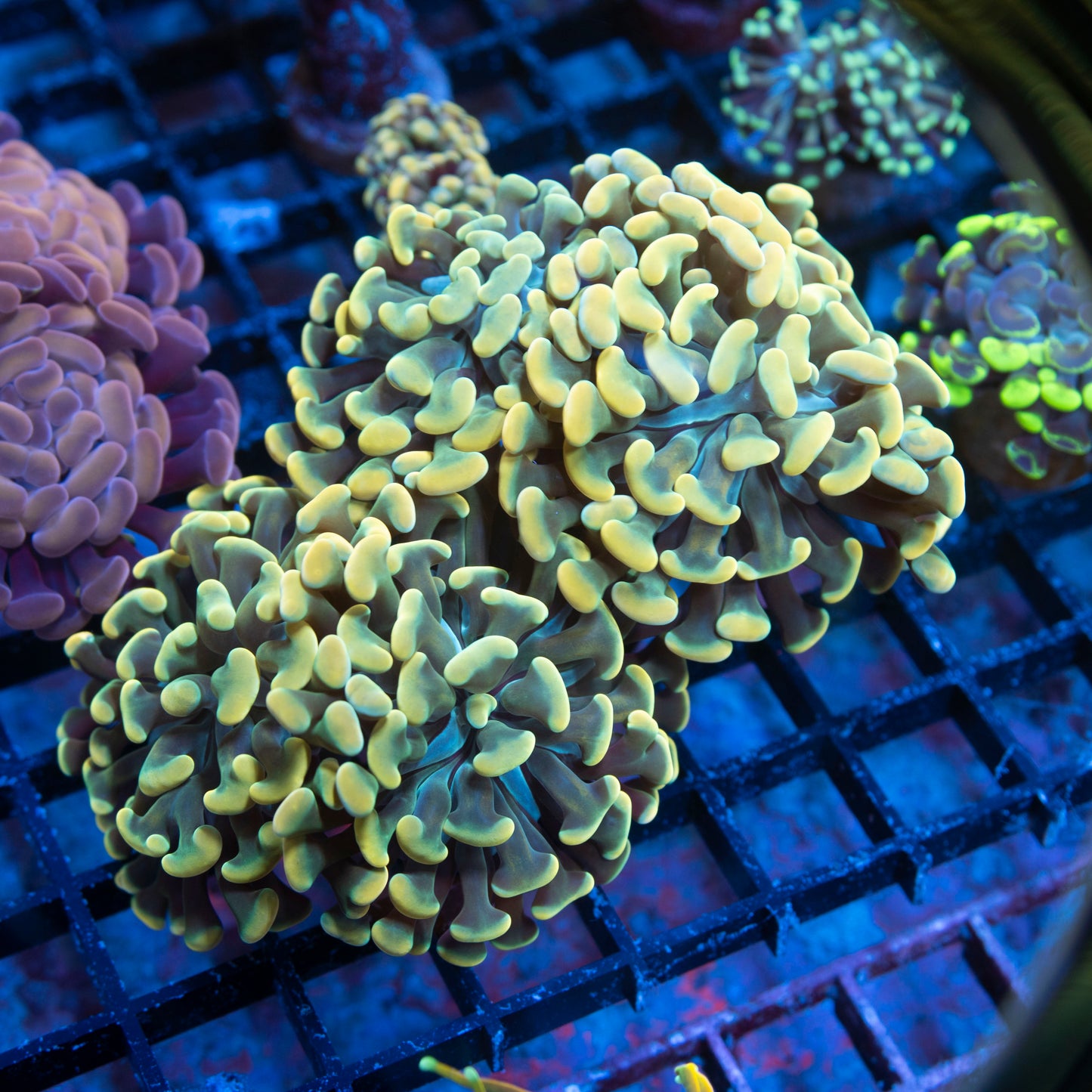 5 Polyp Gold Hammer live coral for saltwater reef aquarium