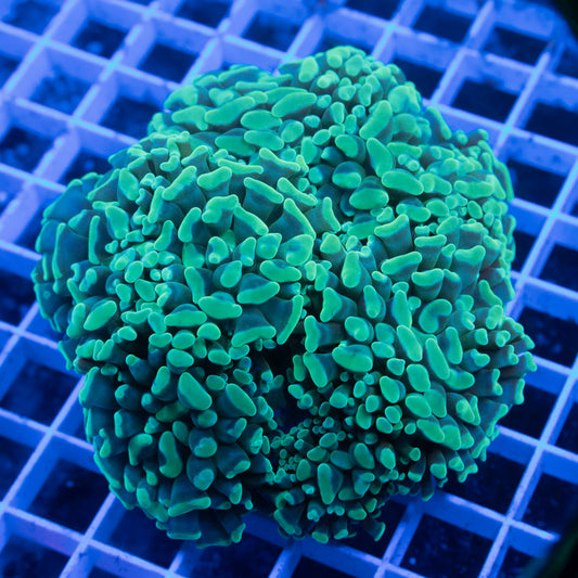 4 Polyp Teal Hammer