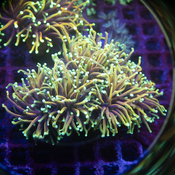 5 Head Hellfire Torch