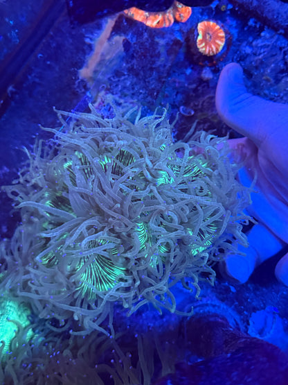 Big Elegance coral