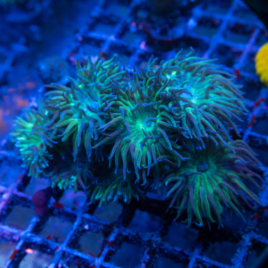 7 Polyp Branching Duncan
