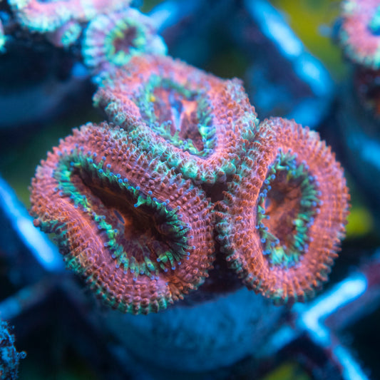 A Grade Acan