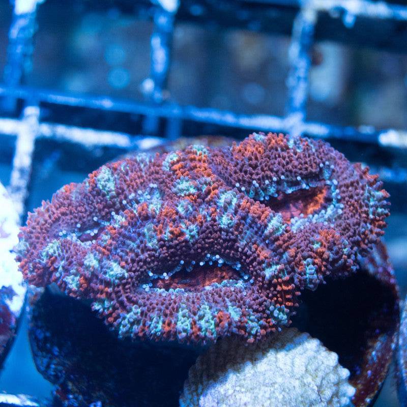 A Grade Acan - AquaGemCorals