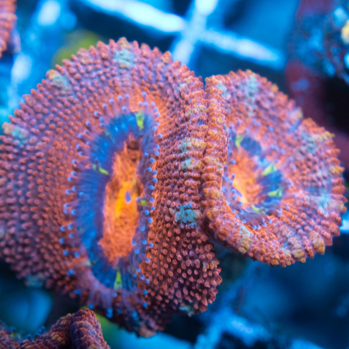 A Grade Acan