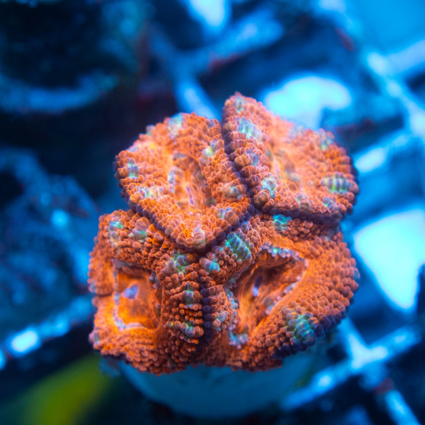 A Grade Acan