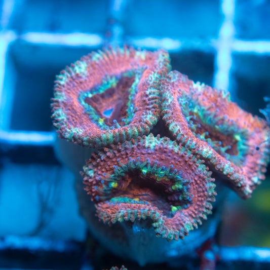A Grade Acan