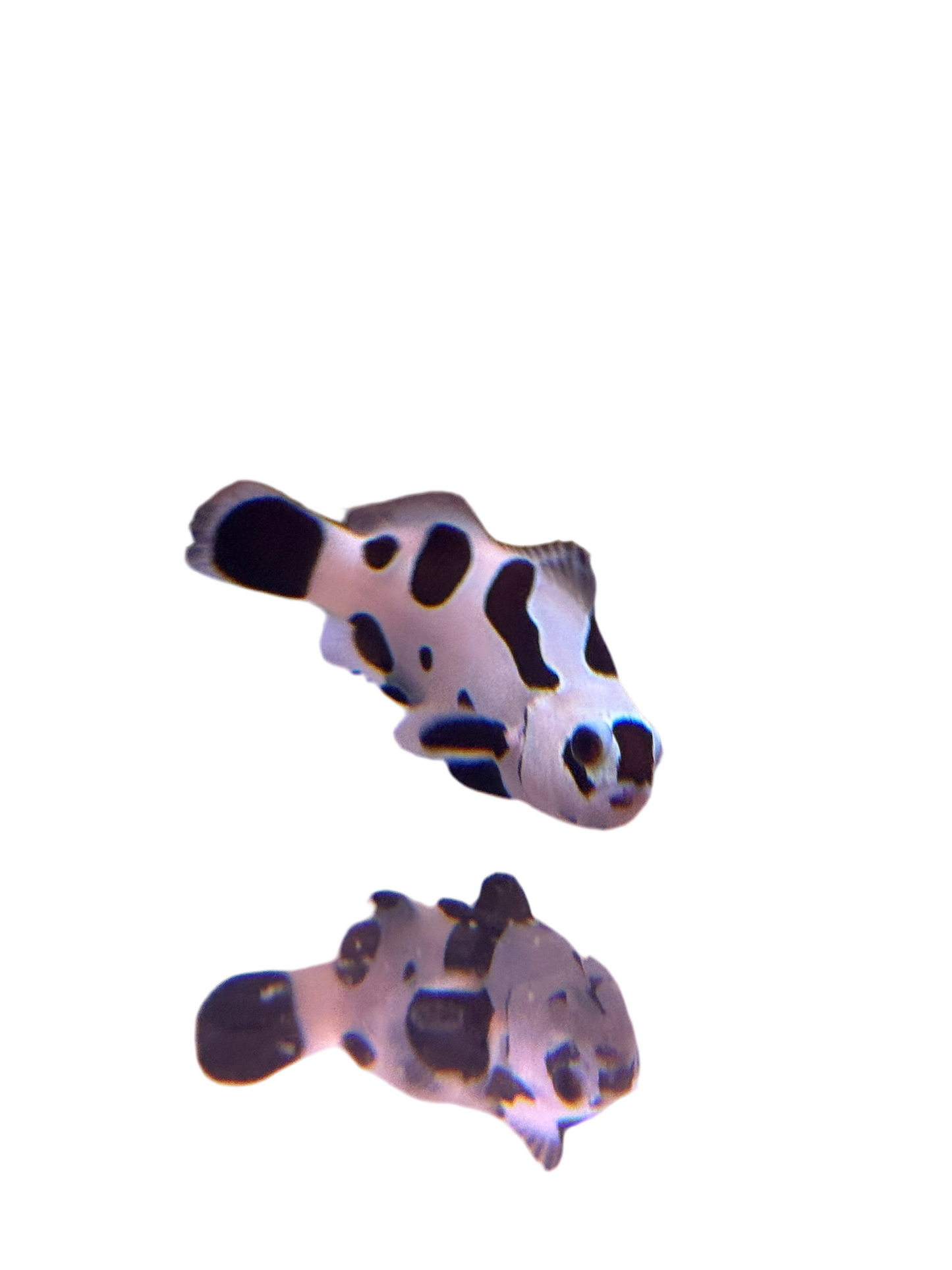 Black storm trooper Ocellaris Clownfish