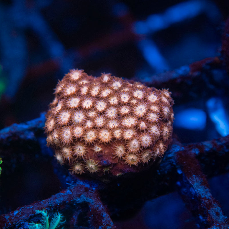 ACI Cultured Bubblemint Cyphastrea